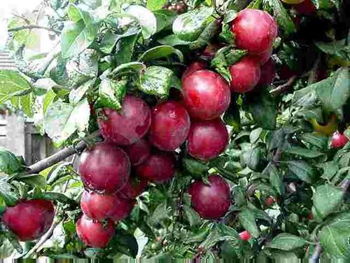 Morris Plum Morris Plum