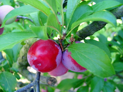 Rubrum Plum