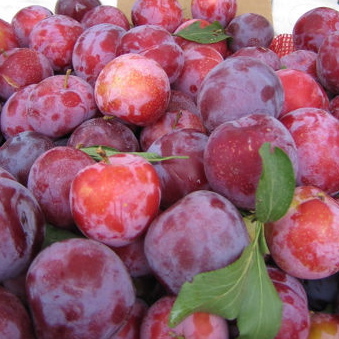 Santa Rosa Plum