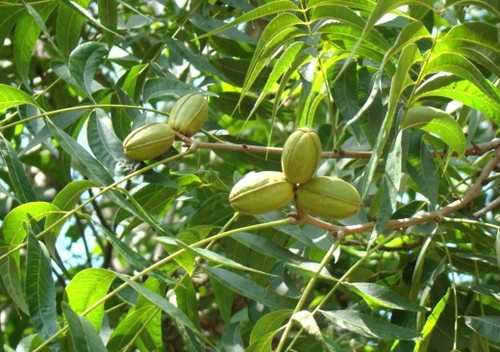 Native Pecan Trees