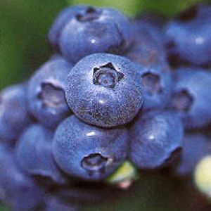 Powder Blue Blueberry