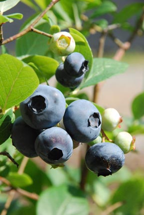 Climax Blueberry