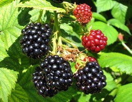 Navaho Blackberry Navaho Blackberry