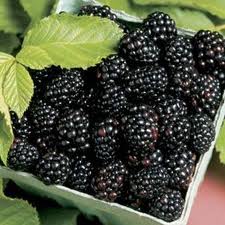 Arapaho Blackberry Arapaho Blackberry