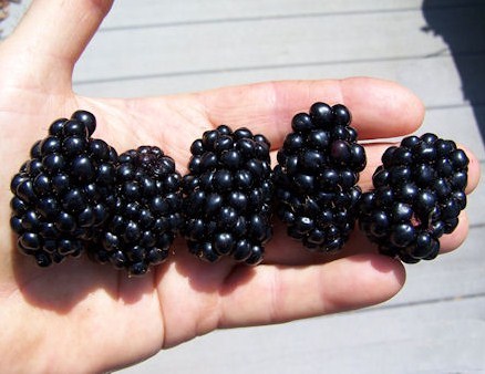 Apache Blackberry Apache Blackberry
