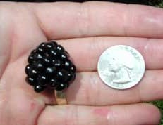 Ouachita Blackberry Ouachita Blackberry
