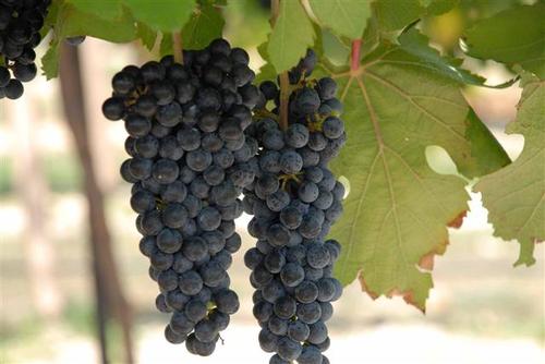 Black Spanish Grapevine