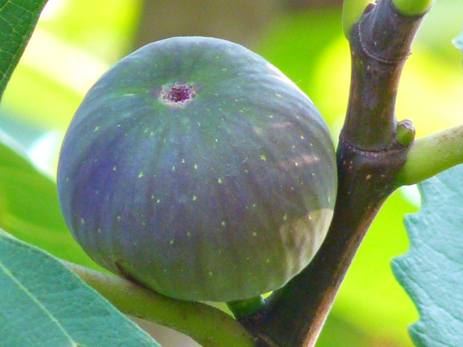 Figs!