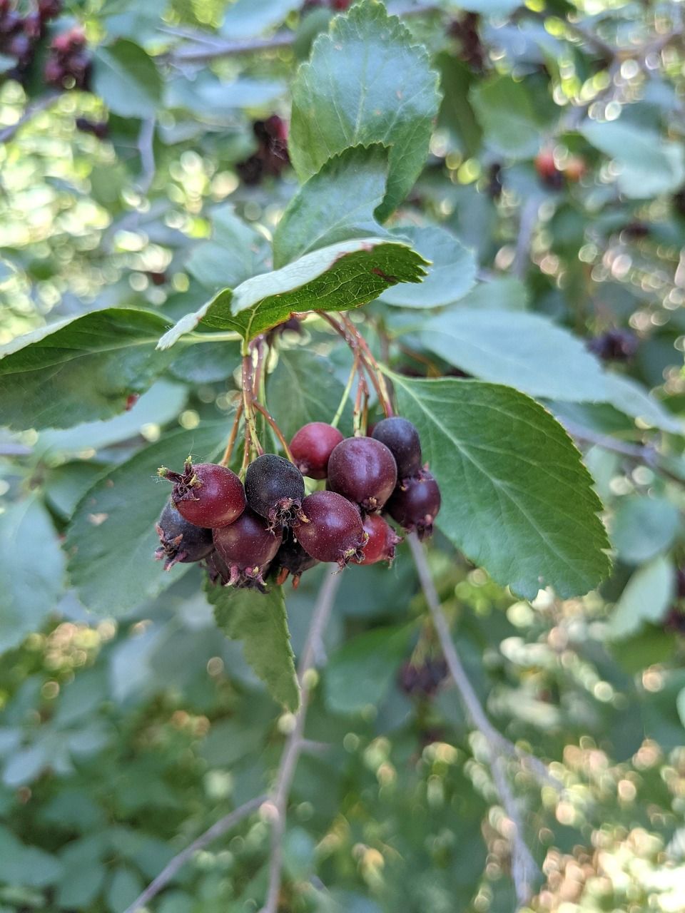 Allegheny Serviceberry (Amelanchier laevis)