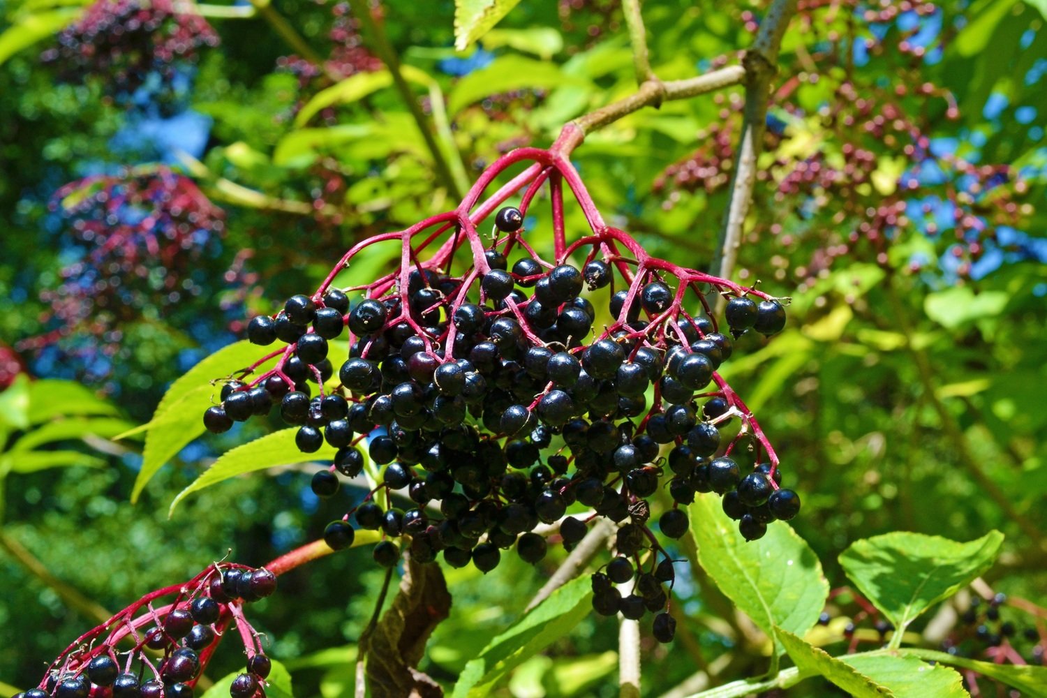 American Elder(berry)