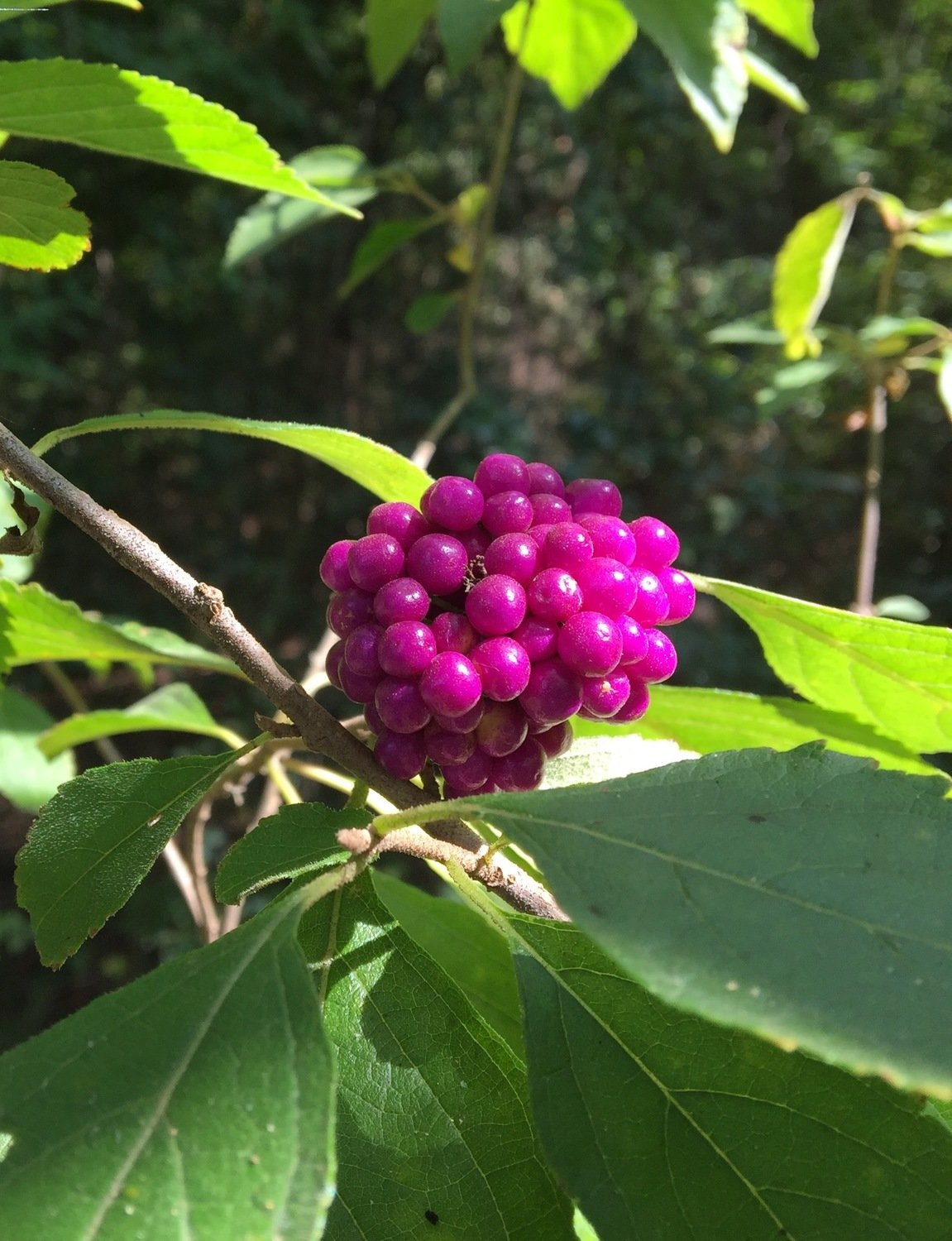 American Beautyberry (Callicarpa americana)