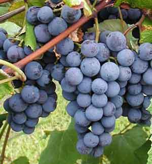Concord grape
