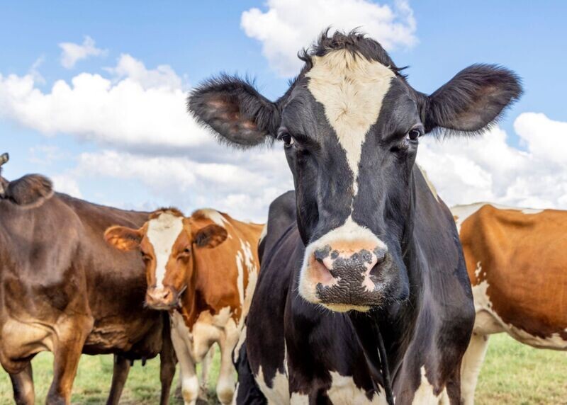 2025 Bovine Full Conference Veterinarian