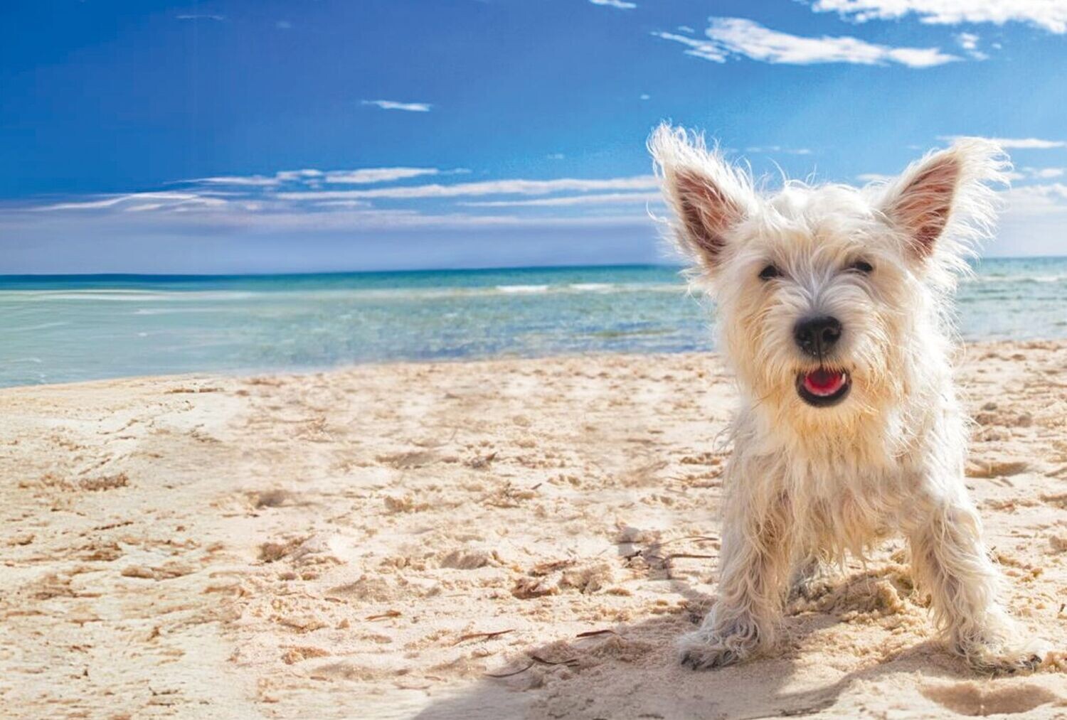 Veterinarian Single Day