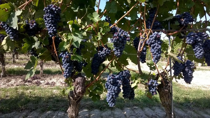 Italian "Taste-off" with Matt &amp; Kieron - Thursday 29th January at 7pm