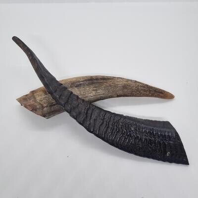 Goat horn