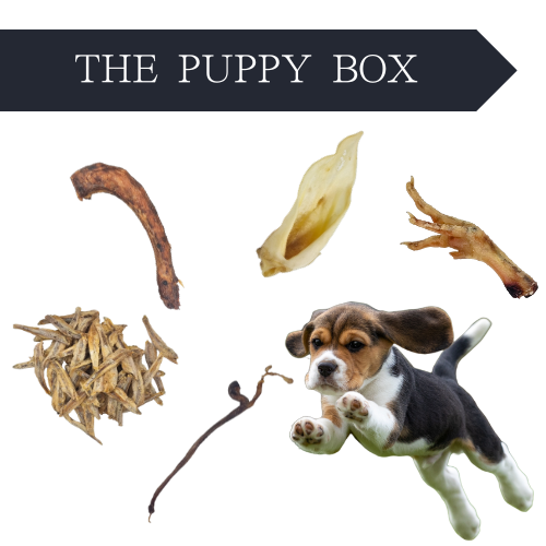 The Puppy Box