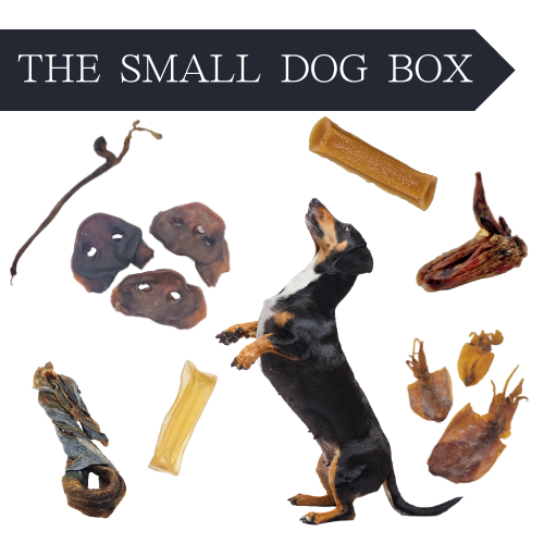 The Small Dog Box