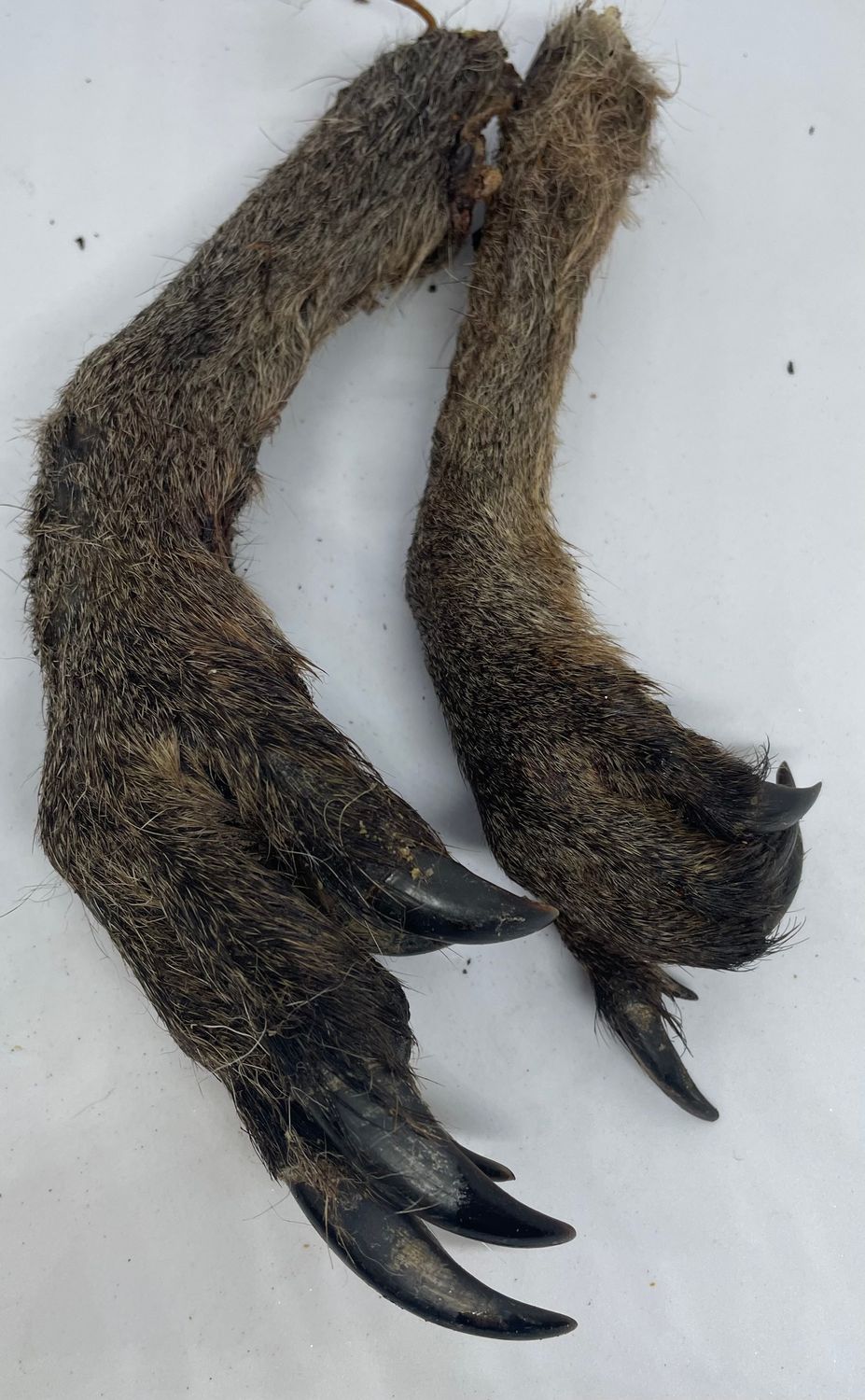 Roo Arm with fur