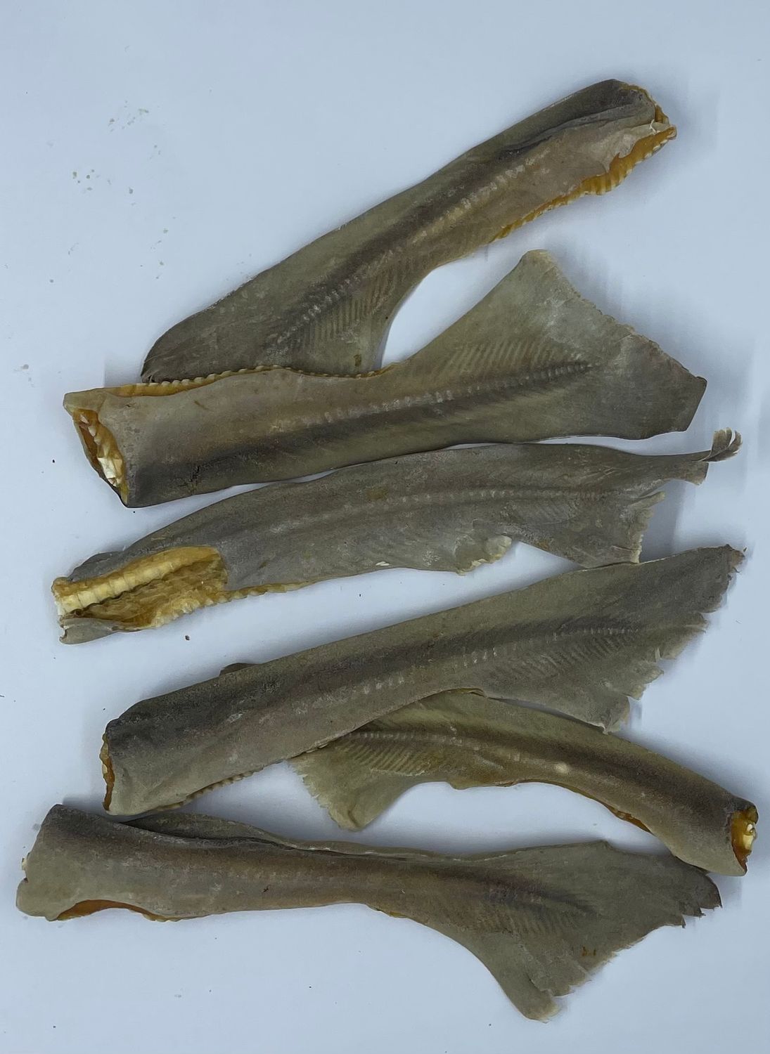 Shark Tails