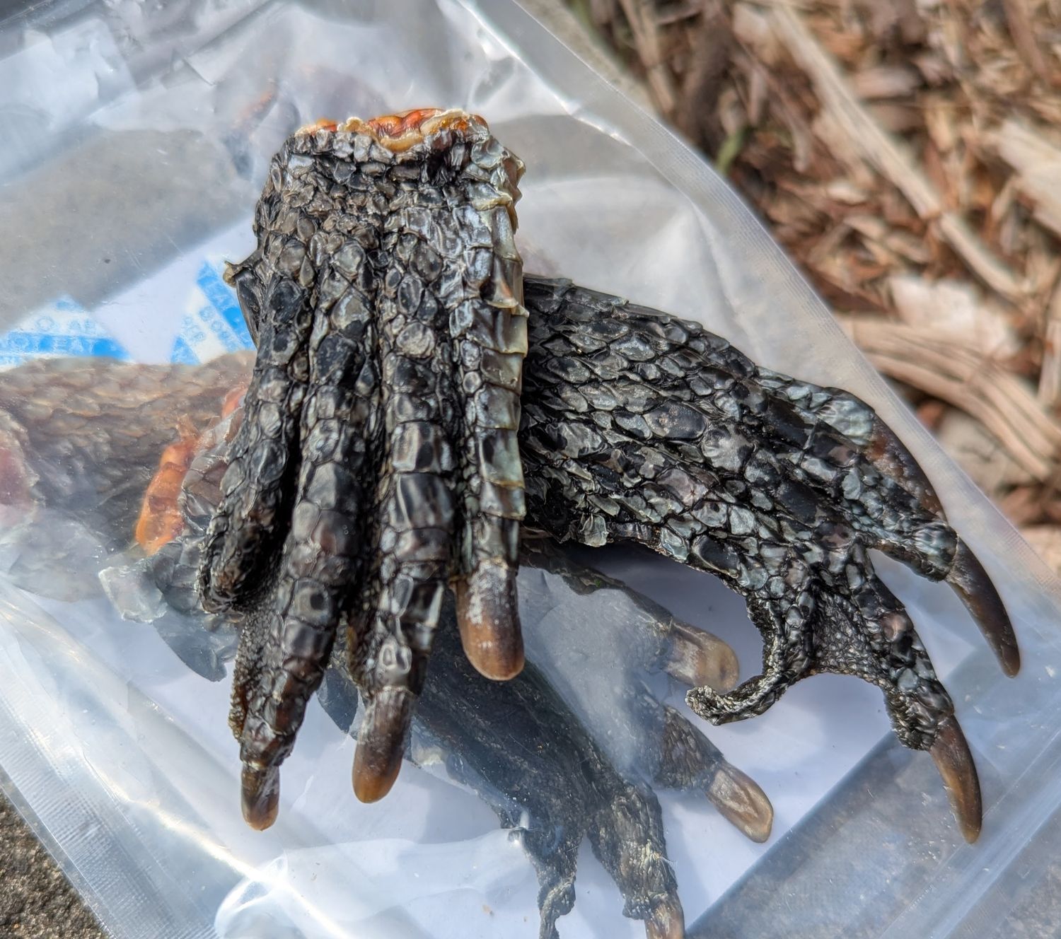 Croc Feet (5 pack)