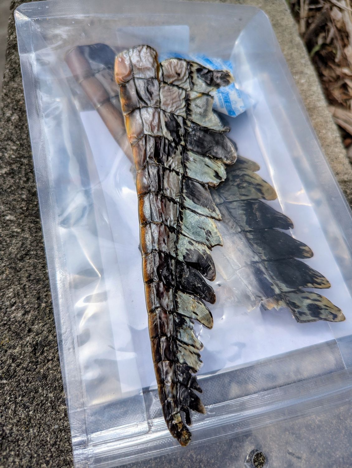 Croc Tails (100g)