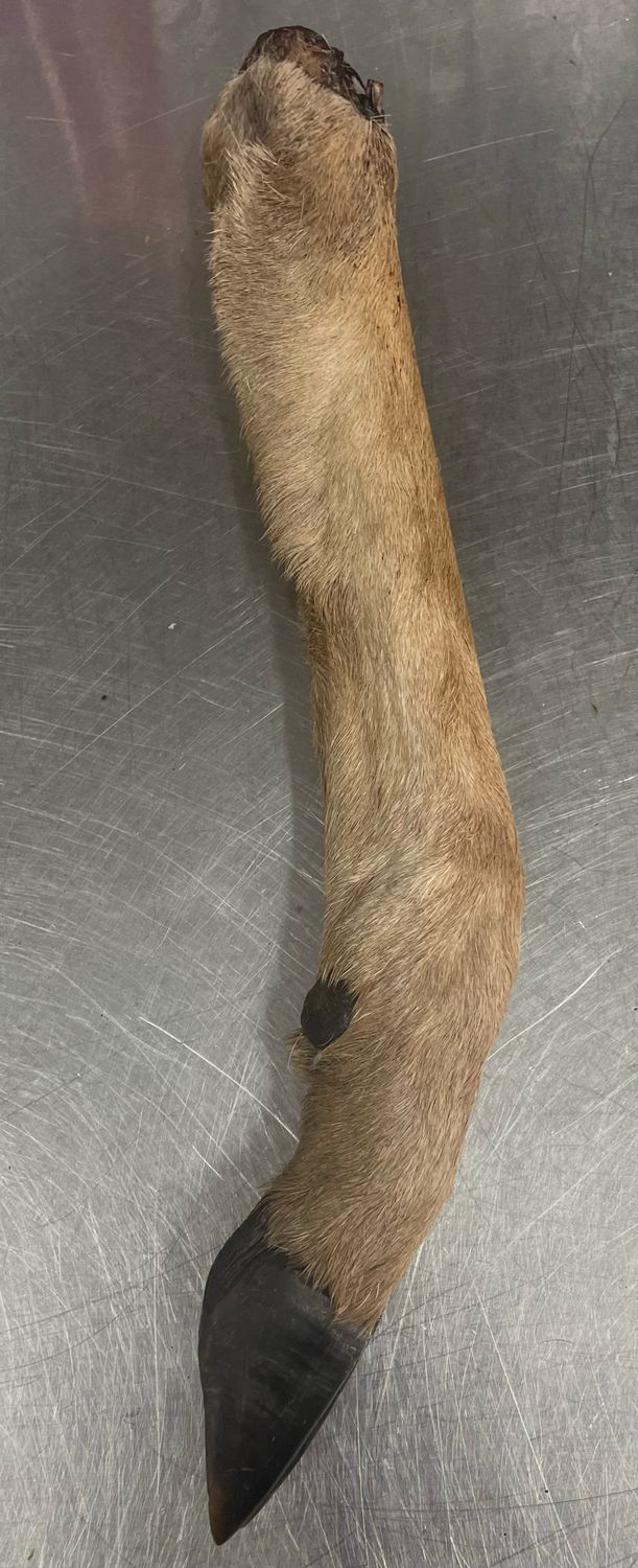 Deer trotter - (Large)