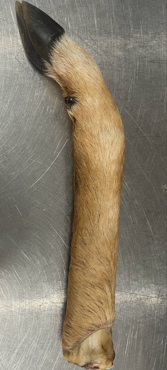 Deer Trotter (medium)