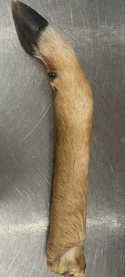 Deer Trotter (medium)