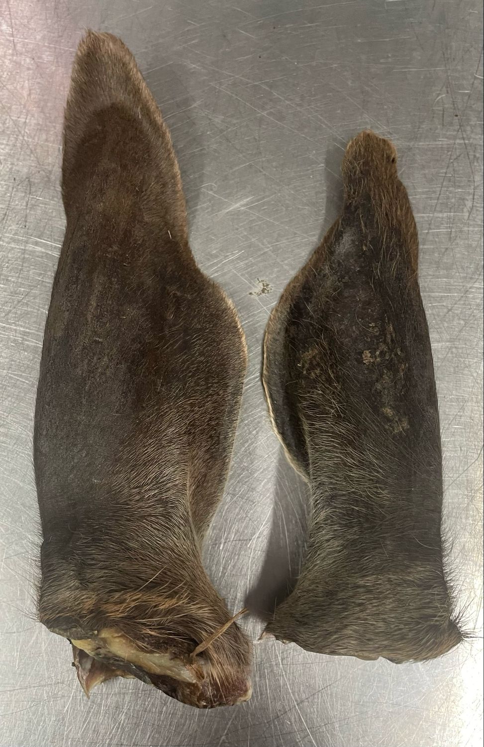 XL Deer Ear