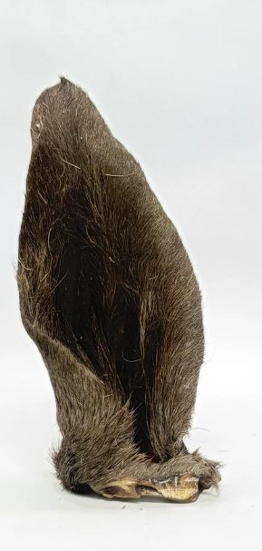 Deer Ear