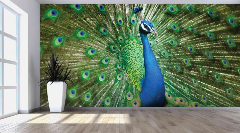 PEACOCK MURAL WALLPAPER 4$/ SQ FT