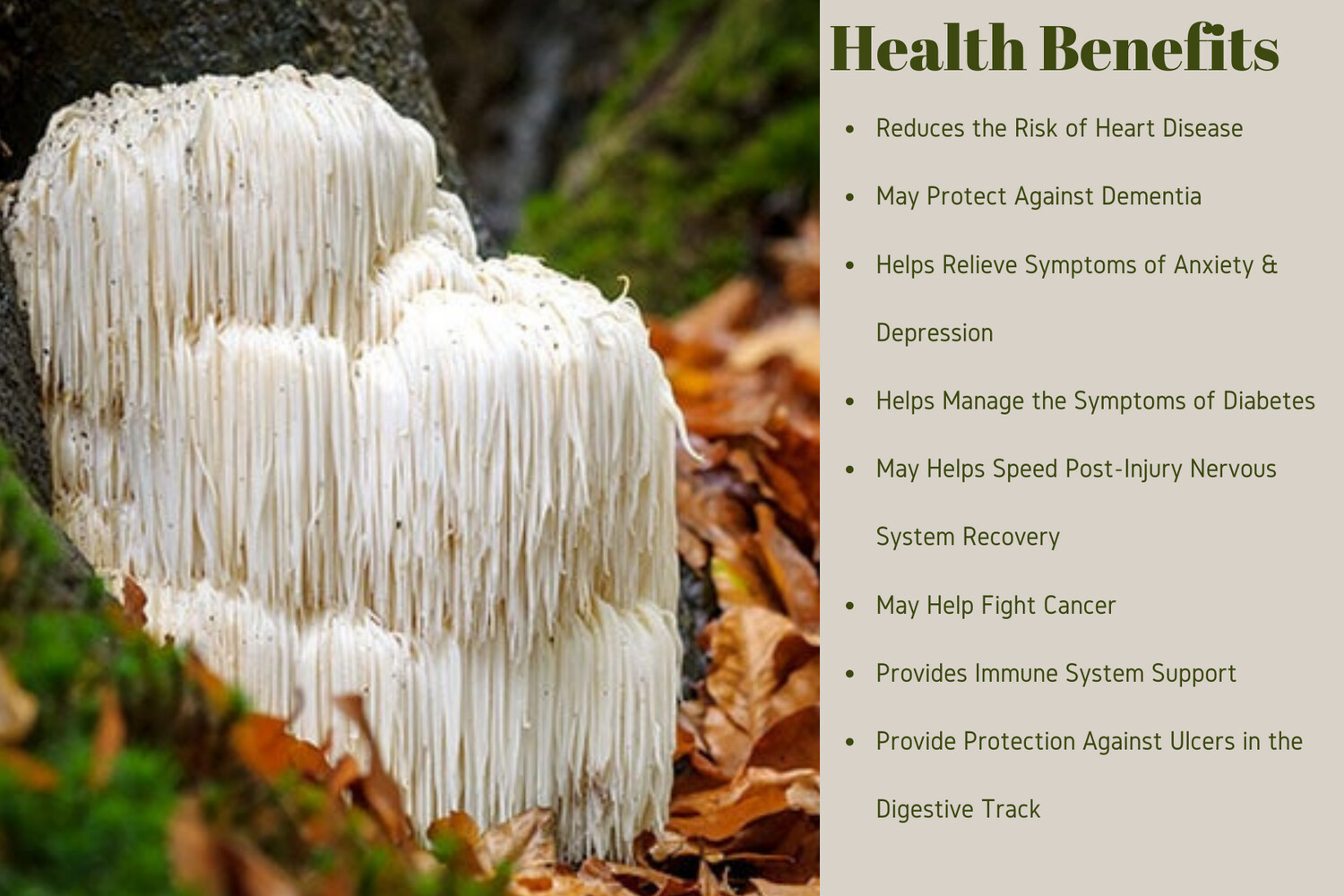 EH Lions Mane and Ashwagandha 100ml