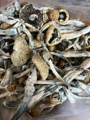 Penis Envy (Dried, Whole)