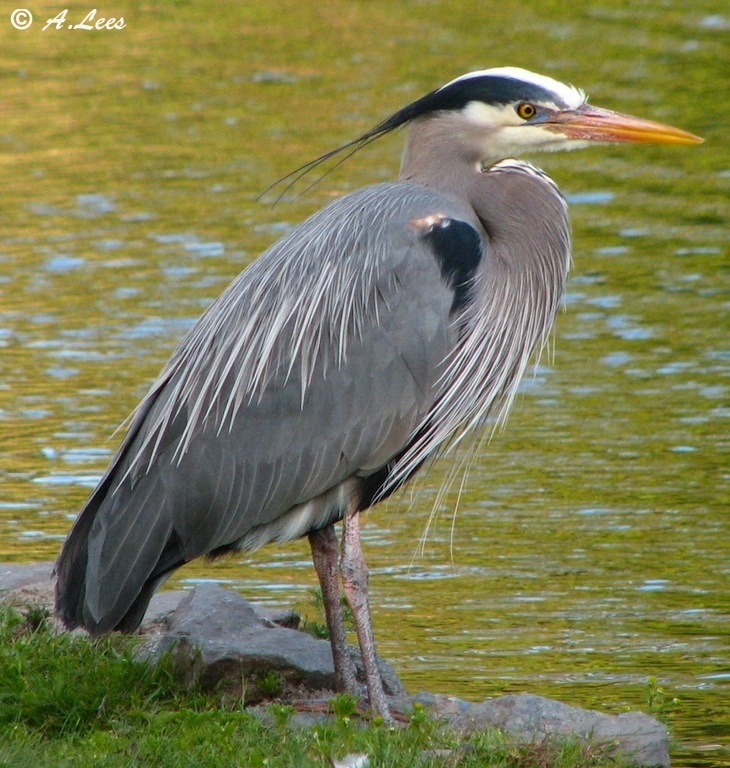 Great Blue Heron Picture