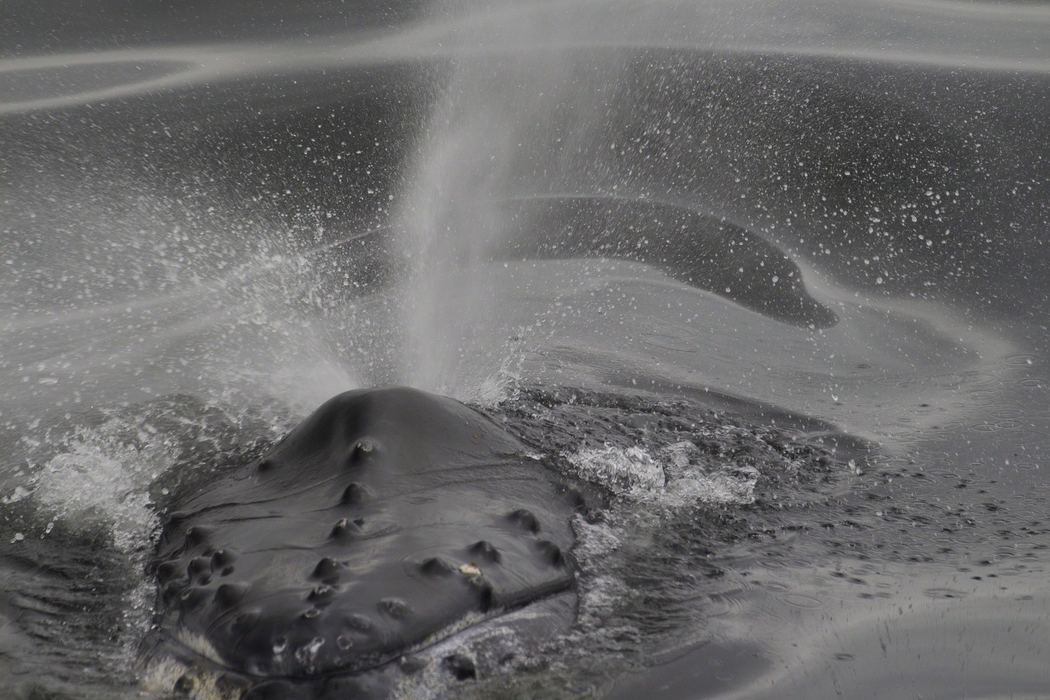 Humpback Whale picture