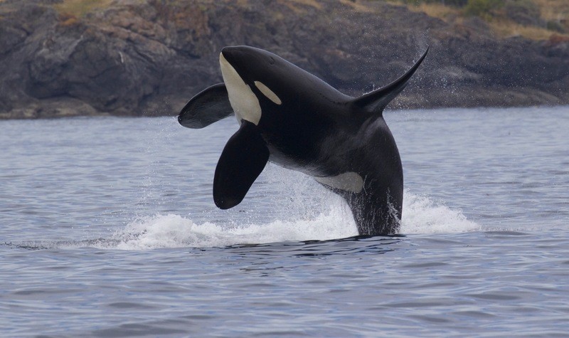 Breaching Orca Picture