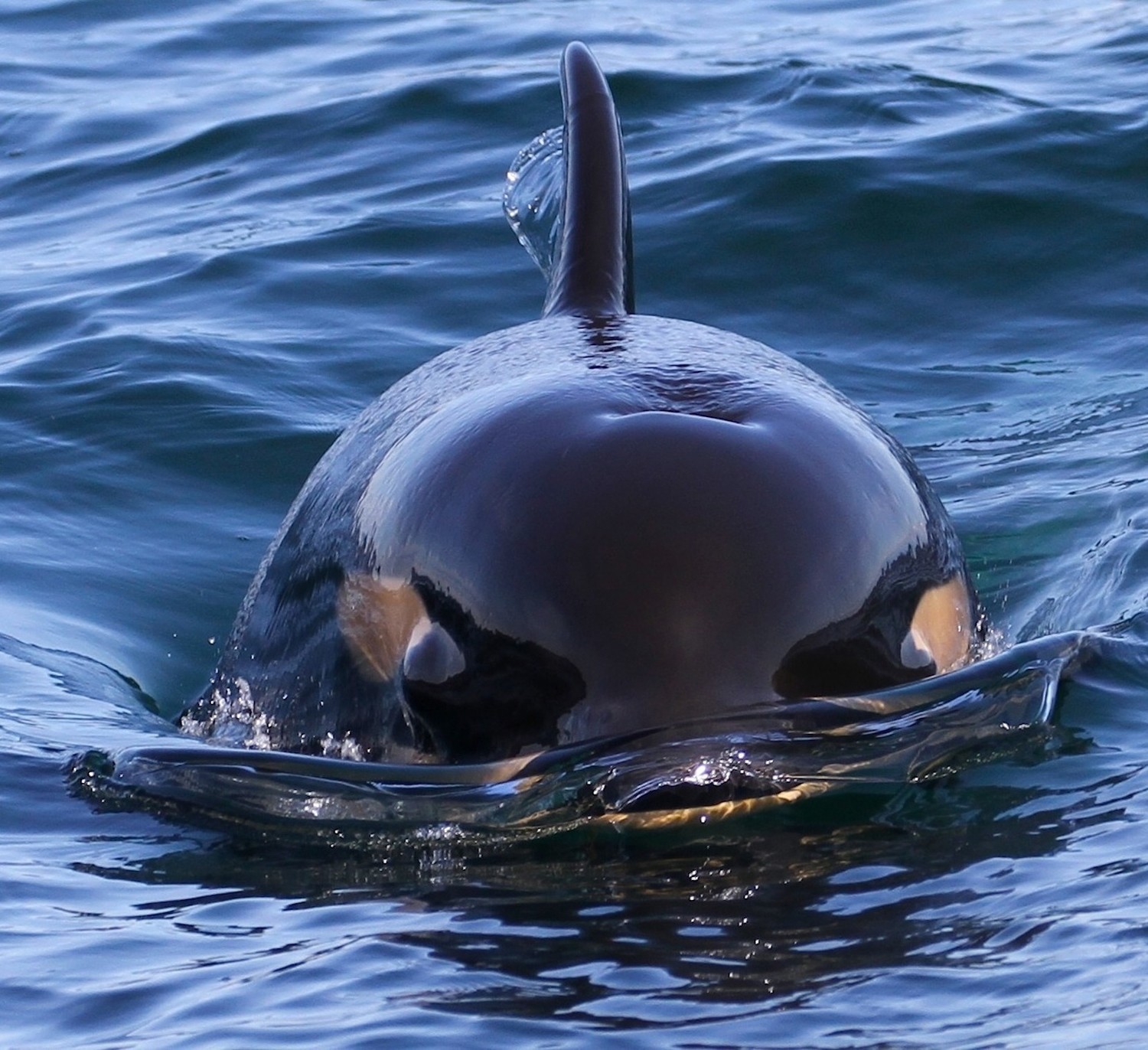 Picture of Baby Orca, J50.