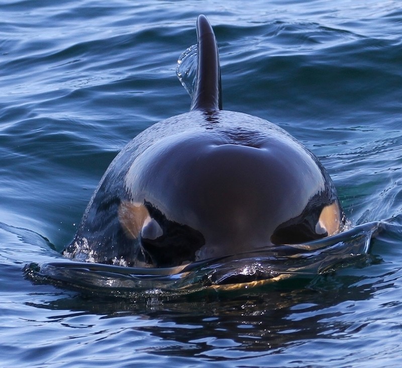 Picture of Baby Orca, J50.