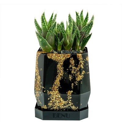 Aztec Gold | Succulent Pot Aztec Gold | Succulent Pot