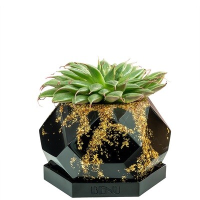 Aztec Gold | Succulent Pot Aztec Gold | Succulent Pot