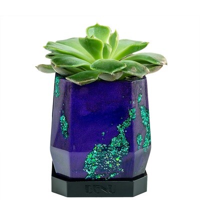 Mystery | Succulent Pot