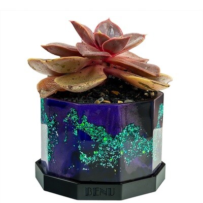 Mystery | Succulent Pot