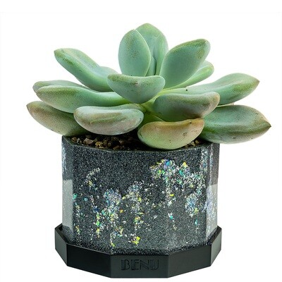 Stardust | Succulent Pot Stardust | Succulent Pot
