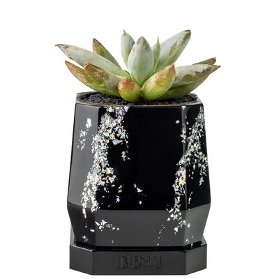 Silver Storm | Succulent Pot Silver Storm | Succulent Pot