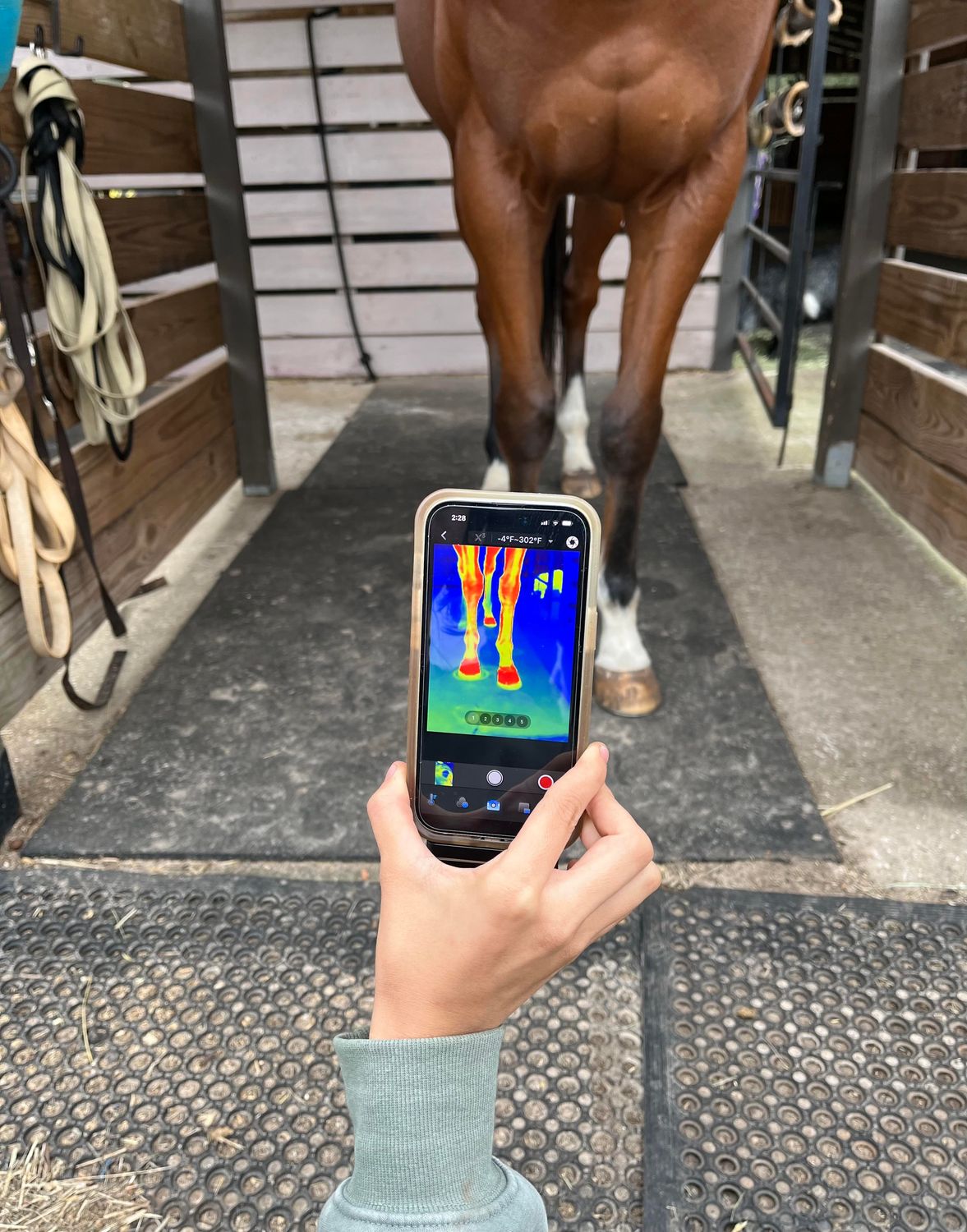 Thermal Camera for Equine Imaging