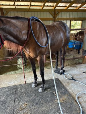 Hoof Box for EVO, EDGE, PRO, GEMINI