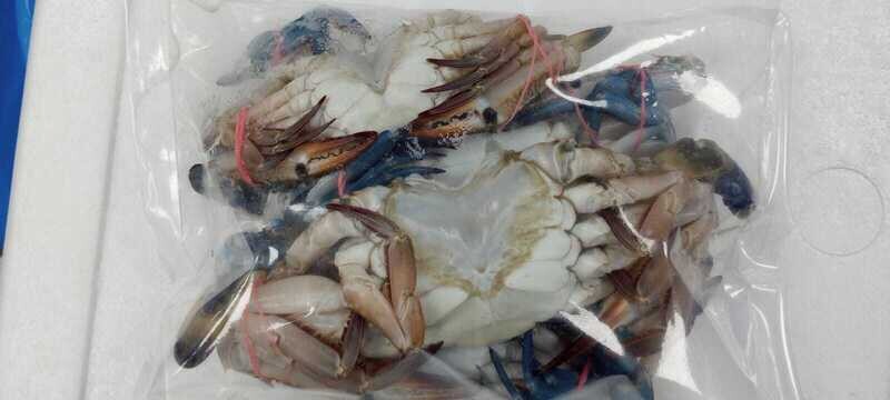 Indian Blue Crab/ Nandu