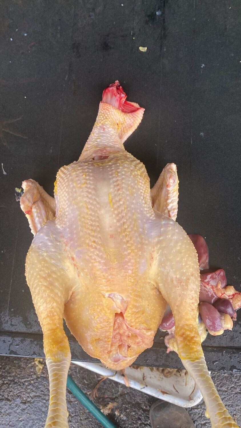 Fresh Whole Country Chicken - Natu Kodi (w/ Skin Non-Halal) - 4-5lbs