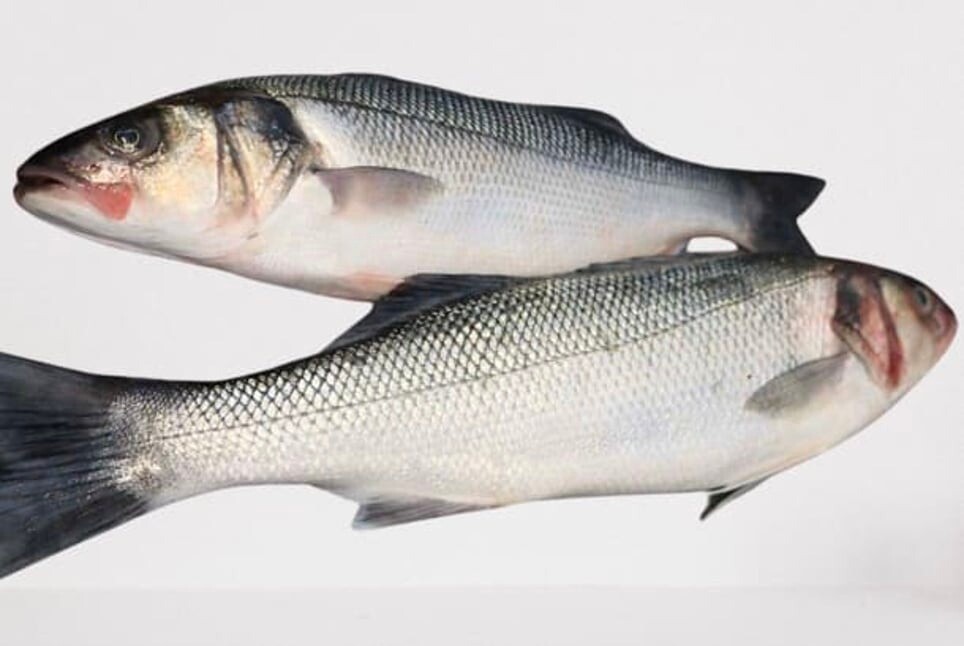Sea Bass / Koduva